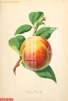 Tải file gốc Tranh sơn dầu phương tây tổng hợp STS19704 (bản PSD) còn layer