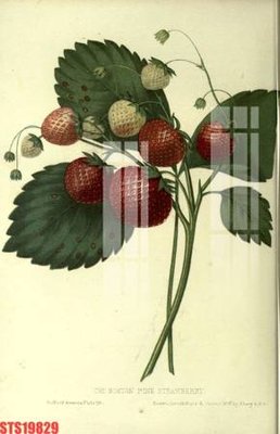 Download file gốc Tranh sơn dầu phương tây tổng hợp STS19829 (in lụa) tranh 3D