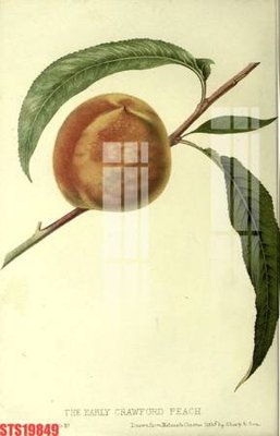 File in ấn Tranh sơn dầu phương tây tổng hợp STS19849 (bản gốc) chất lượng cao