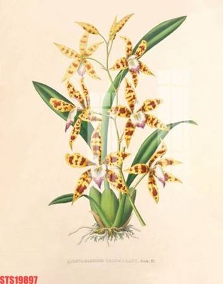 Download file gốc Tranh sơn dầu phương tây tổng hợp STS19897 (in lụa) hoa lá