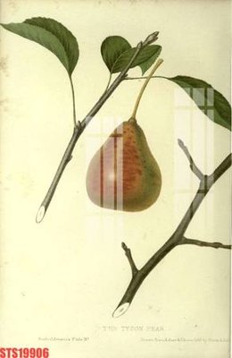 File PSD Tranh sơn dầu phương tây tổng hợp STS19906 (bản gốc) cho nhà in