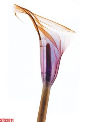 File tranh gốc Tranh sơn dầu phương tây tổng hợp STS2011 chủ đề hiện đại