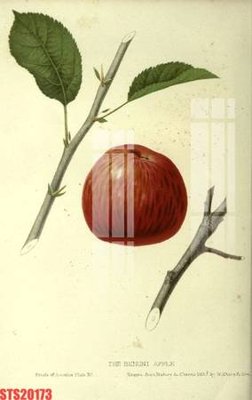 File in ấn chuyên nghiệp Tranh sơn dầu phương tây tổng hợp STS20173 (file gốc)