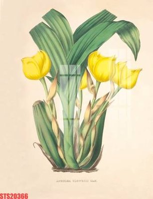 File tranh Tranh sơn dầu phương tây tổng hợp STS20366 (bản gốc) in canvas