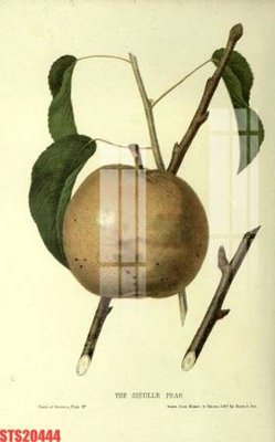 Download file gốc Tranh sơn dầu phương tây tổng hợp STS20444 (in mica) logo