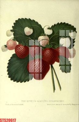 Tải file gốc Tranh sơn dầu phương tây tổng hợp STS20617 (bản PSD) chỉnh sửa được