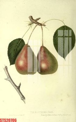 File ảnh Tranh sơn dầu phương tây tổng hợp STS20706 (gốc) dùng in Pano