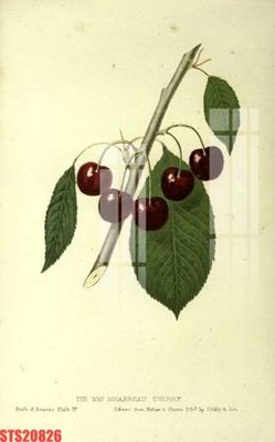 File gốc Tranh sơn dầu phương tây tổng hợp STS20826 (in mica) làm bảng hiệu