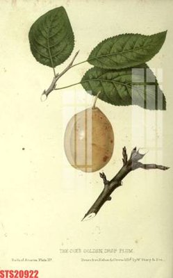 File in mica Tranh sơn dầu phương tây tổng hợp STS20922 (bản gốc) làm vách ngăn