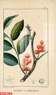 Tải file PSD Tranh sơn dầu phương tây tổng hợp STS21165 (nguyên layer) để in