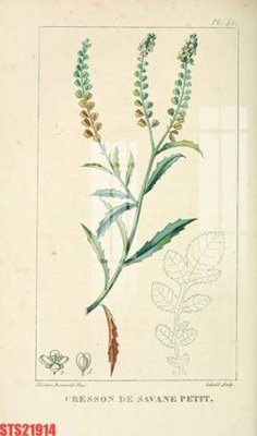 File ảnh Tranh sơn dầu phương tây tổng hợp STS21914 (gốc) in quảng cáo ngoài trời