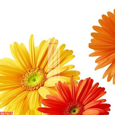 Tải file Tranh sơn dầu phương tây tổng hợp STS2197 (gốc) chủ đề hoa sen