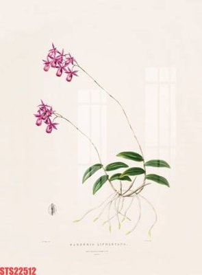 Tải file Tranh sơn dầu phương tây tổng hợp STS22512 (gốc) làm tranh treo tường