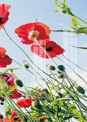 File tranh Tranh sơn dầu phương tây tổng hợp STS2273 (ảnh gốc) in trần xuyên sáng