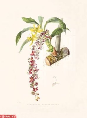 File in ấn Tranh sơn dầu phương tây tổng hợp STS22835 (bản gốc) cao cấp