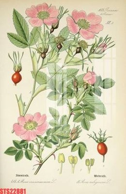 File tranh in tráng gương Tranh sơn dầu phương tây tổng hợp STS22881 (siêu nét)