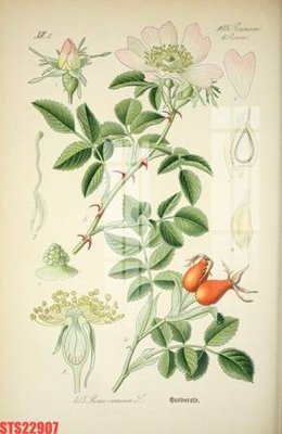 Tải file Tranh sơn dầu phương tây tổng hợp STS22907 (gốc) in nhanh