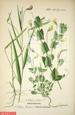 Tệp tin gốc Tranh sơn dầu phương tây tổng hợp STS23066 (dùng cho in) Tranh sơn dầu phương tây tổng hợp STS23066