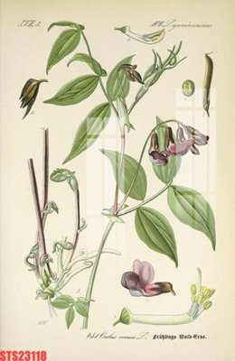 File ảnh gốc Tranh sơn dầu phương tây tổng hợp STS23118 (chuyên in mica)