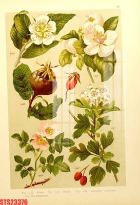 File tranh in trần Tranh sơn dầu phương tây tổng hợp STS23376 (ảnh gốc siêu nét)