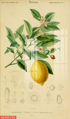 Download file tranh Tranh sơn dầu phương tây tổng hợp STS23526 (file gốc PSD)