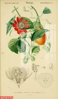 Download file Tranh sơn dầu phương tây tổng hợp STS23537 (chất lượng in ấn)