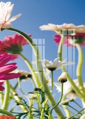 File gốc Tranh sơn dầu phương tây tổng hợp STS2359 (in lụa) tranh thuận buồm