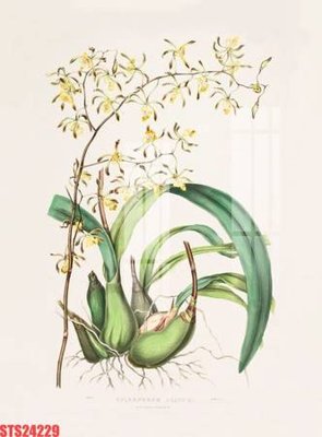 File in lụa Tranh sơn dầu phương tây tổng hợp STS24229 (hoa văn) Tranh sơn dầu phương tây tổng hợp STS24229