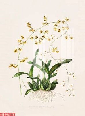 Tải file tranh gốc Tranh sơn dầu phương tây tổng hợp STS24672 chất lượng cao