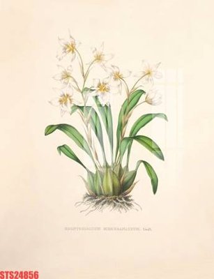 File tranh Tranh sơn dầu phương tây tổng hợp STS24856 (gốc) in backlit film