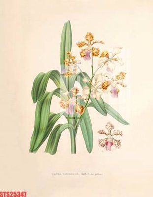 File in ấn Tranh sơn dầu phương tây tổng hợp STS25347 (bản gốc) từ file gốc