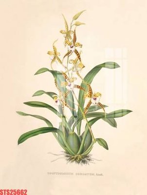 File gốc Tranh sơn dầu phương tây tổng hợp STS25662 (PNG) chất lượng cao