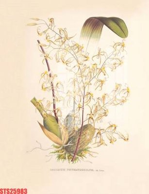 Tải file Tranh sơn dầu phương tây tổng hợp STS25983 (gốc) làm file in ấn