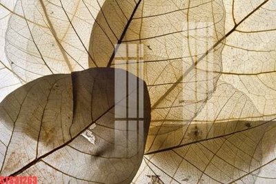 File in trần Tranh sơn dầu phương tây tổng hợp STS31263 (file gốc) phong thủy