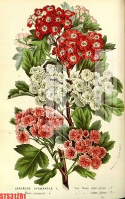 Tải file Tranh sơn dầu phương tây tổng hợp STS31281 (ảnh gốc) file TIFF