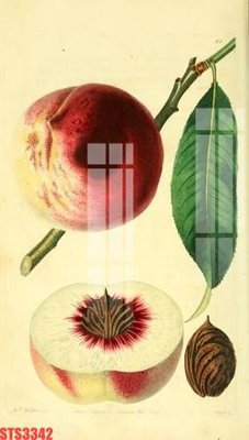 File gốc Tranh sơn dầu phương tây tổng hợp STS3342 (cho in ấn) độc quyền