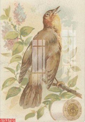 File in trần Tranh sơn dầu phương tây tổng hợp STS37131 (bản gốc) hoa văn