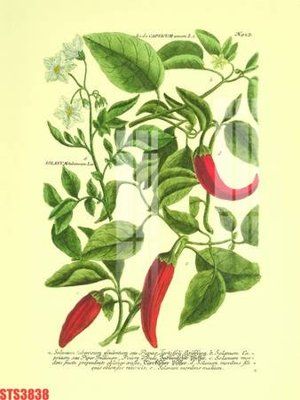 File tranh Tranh sơn dầu phương tây tổng hợp STS3838 (ảnh gốc) in trần nhà