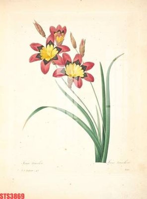 File tranh in trần Tranh sơn dầu phương tây tổng hợp STS3869 (ảnh gốc siêu nét)