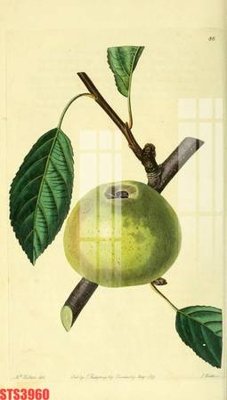 File ảnh Tranh sơn dầu phương tây tổng hợp STS3960 (gốc) in backdrop sự kiện