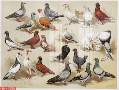 Download file gốc Tranh sơn dầu phương tây tổng hợp STS39631 (in lụa) cao cấp