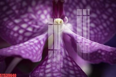 Download file Tranh sơn dầu phương tây tổng hợp STS39640 (gốc) in mica bàn thờ