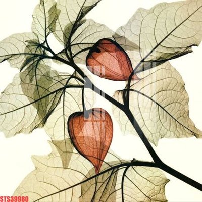 Tệp tin gốc Tranh sơn dầu phương tây tổng hợp STS39980 (chất lượng cao) Tranh sơn dầu phương tây tổng hợp STS39980