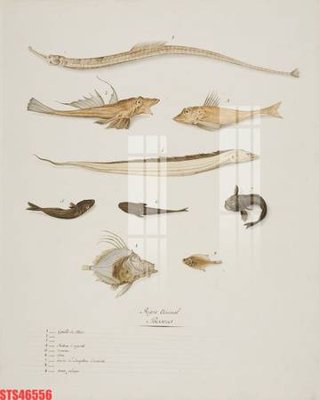 Tải file gốc Tranh sơn dầu phương tây tổng hợp STS46556 (in khổ lớn) không mờ