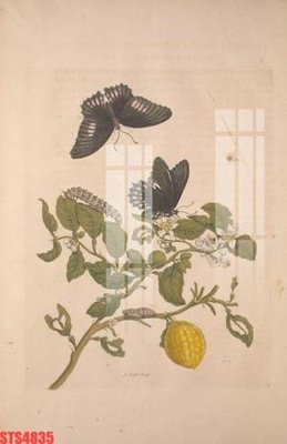 File gốc Tranh sơn dầu phương tây tổng hợp STS4835 (PNG) không nền chất lượng