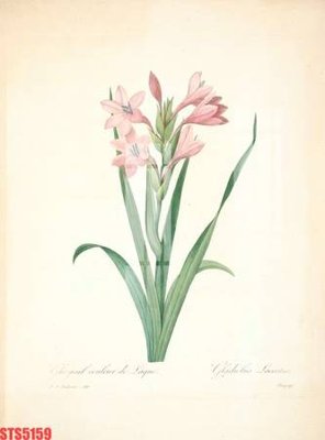 File tranh Tranh sơn dầu phương tây tổng hợp STS5159 (gốc) in backlit film