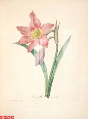 Tải file Tranh sơn dầu phương tây tổng hợp STS5242 (gốc) chủ đề hoa sen