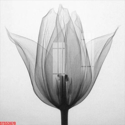 Tải file Tranh sơn dầu phương tây tổng hợp STS53679 (PSD) cho in ấn quảng cáo