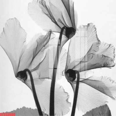 File gốc Tranh sơn dầu phương tây tổng hợp STS53680 (trang trí) phòng làm việc