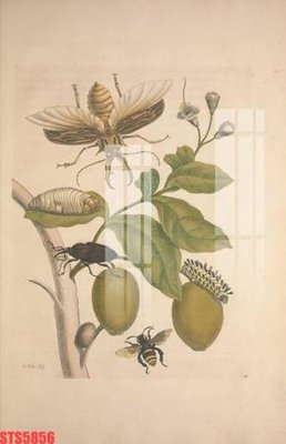 File in ấn Tranh sơn dầu phương tây tổng hợp STS5856 (bản gốc) cao cấp